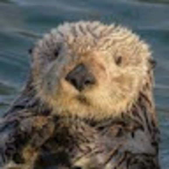 Meet your Posher, Vi - Picture 1 of 1